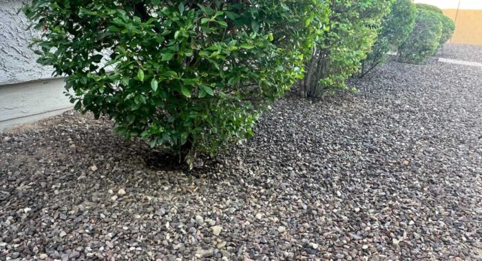 Little Western Diamondback Rattlesnake Under A Bush