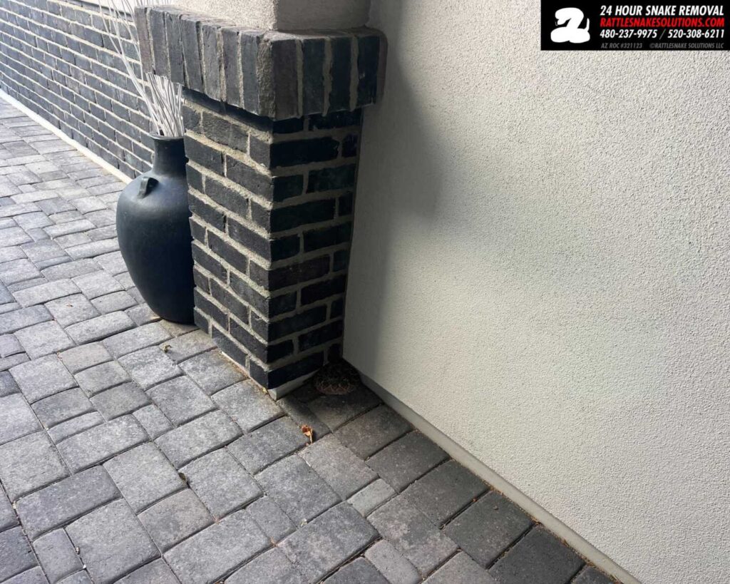 Western Diamondback Rattlesnake By Doorway