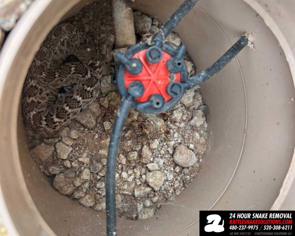 Western Diamondback Rattlesnake In A Sprinkler Box