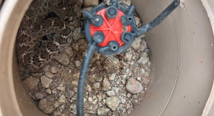 Western Diamondback Rattlesnake In A Sprinkler Box