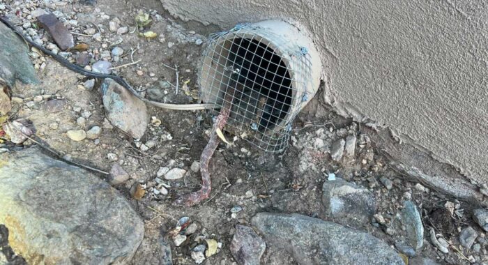 Coachwhip Rescue