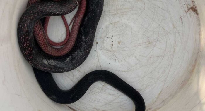 Black Snake In Phoenix
