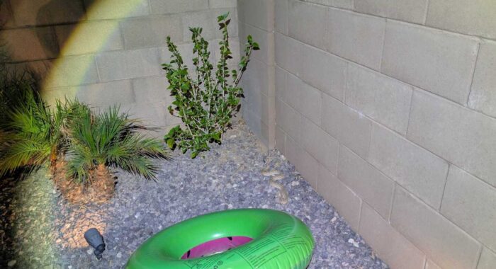 Rattlesnake At The Pool
