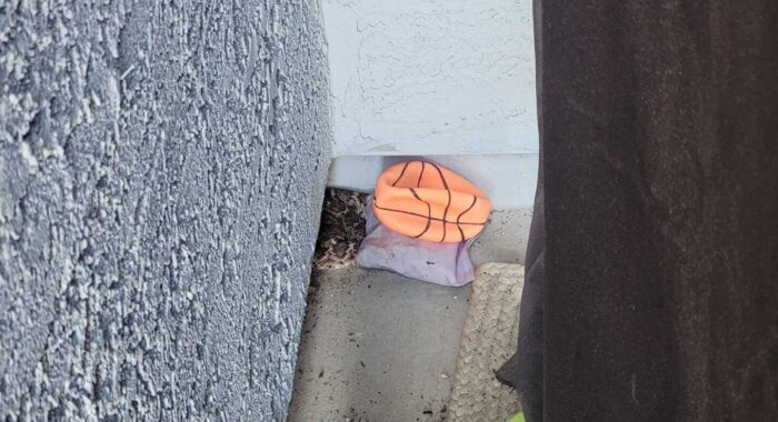 Rattlesnake On The Patio