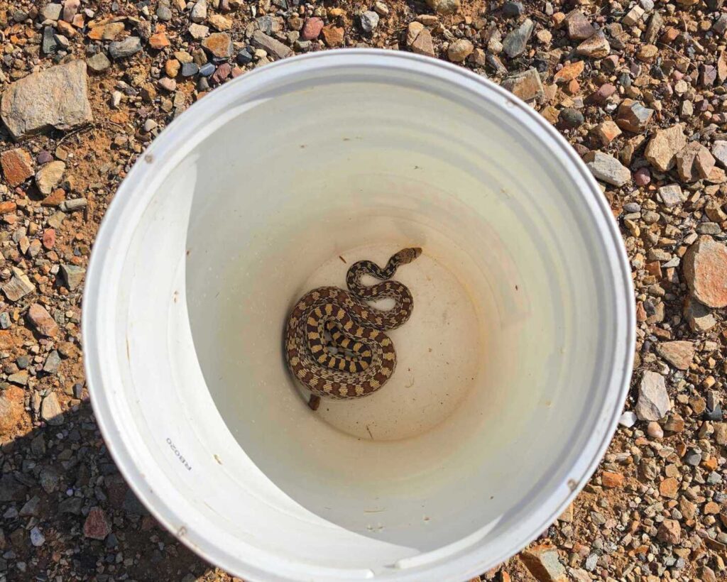 Recent Snake Relocations