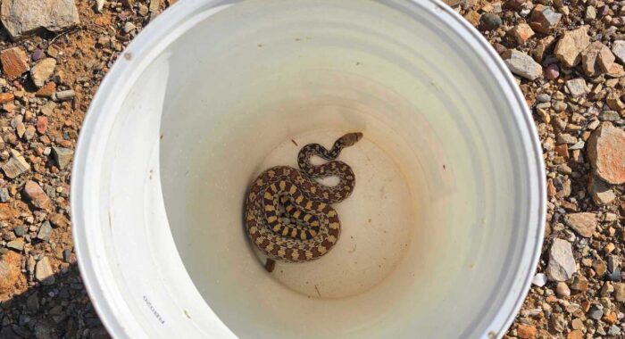 Recent Snake Relocations