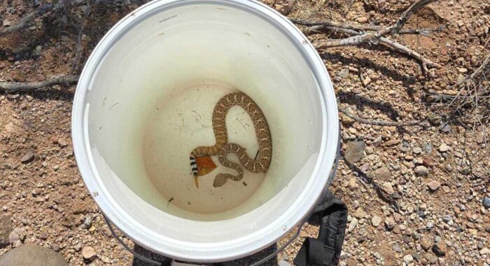 Rattlesnake In The Backyard
