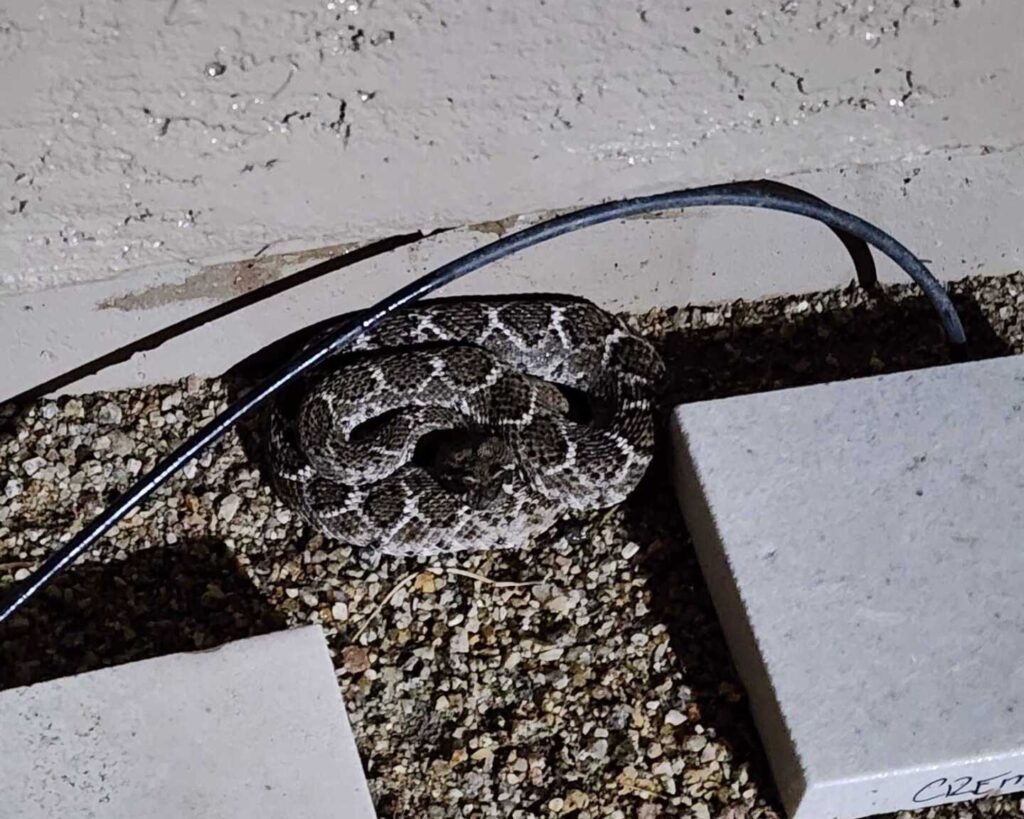 Rattlesnake In The Backyard Rattlesnake In The Backyard