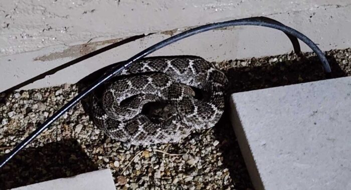 Rattlesnake In The Backyard