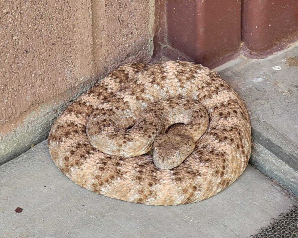 Pink Rattlesnake in Phoenix