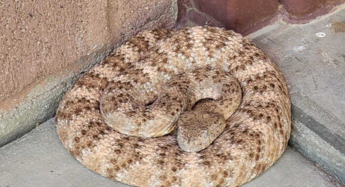 Pink Rattlesnake in Phoenix
