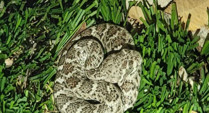 Baby Rattlesnake in a Scottsdale Backyard