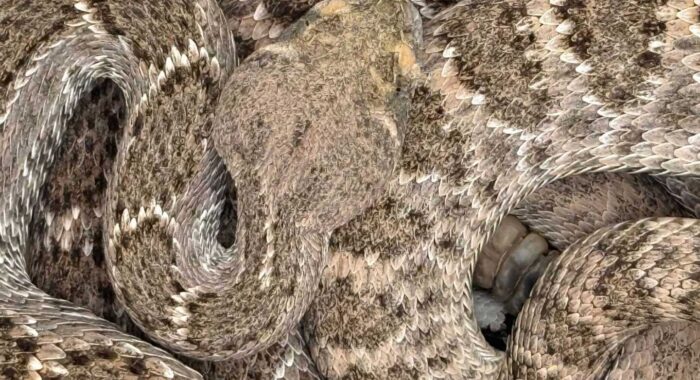 Rattlesnakes In The Backyard Rattlesnakes In The Backyard