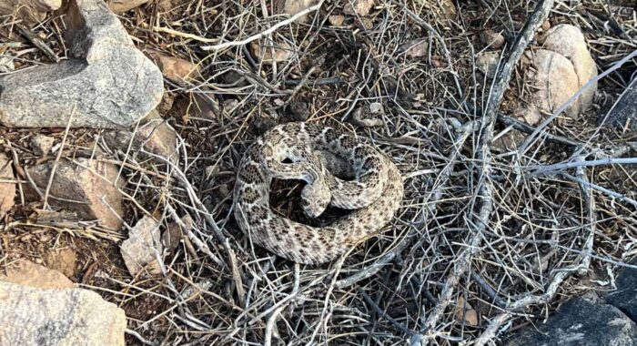 Rattlesnake in Scottsdale Rattlesnake in Scottsdale