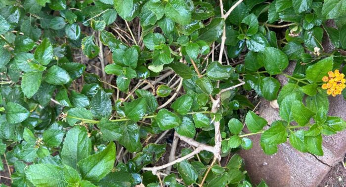 Western Diamondback Rattlesnake Hiding In Lantana