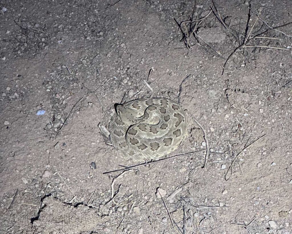 Mojave Rattlesnake At A Business