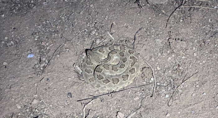 Mojave Rattlesnake At A Business