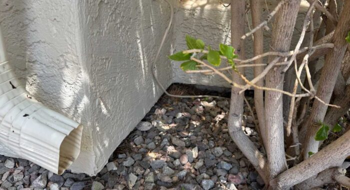 Rattlesnake Near The Front Door