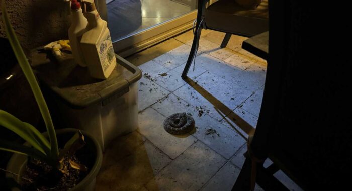 Rattlesnake Encounters Are Often Optional Rattlesnake Encounters Are Often Optional