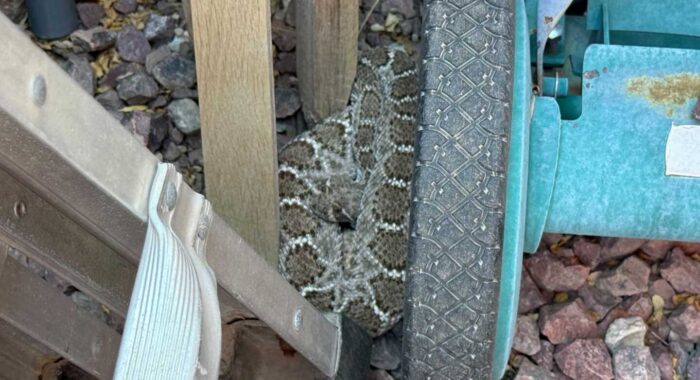 Rattlesnake Gets A Free Lime Rattlesnake Gets A Free Lime