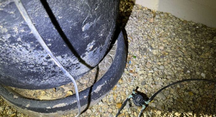 Double Snake Call At 2am in Scottsdale