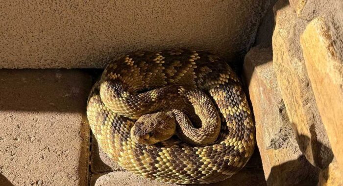 Blacktailed Rattlesnake At A Home