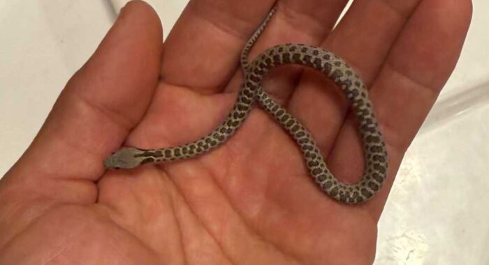 Tiny Snake Inside A Home