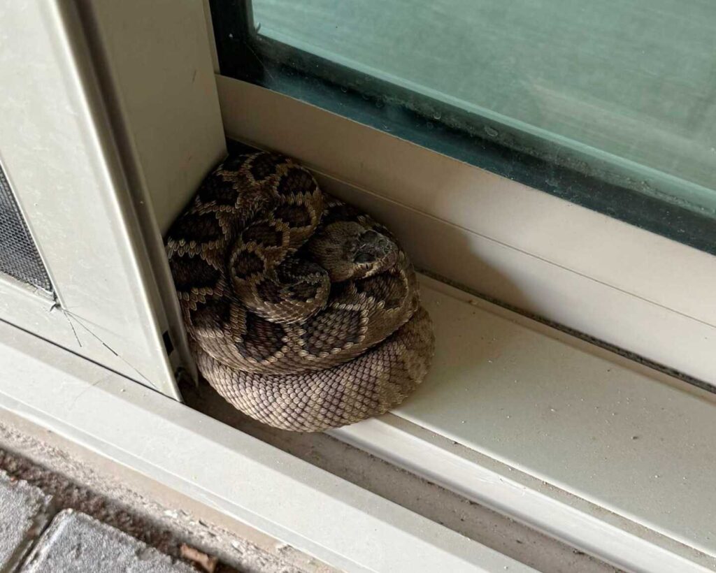 Mojave Rattlesnake in Prescott, Arizona Mojave Rattlesnake in Prescott, Arizona