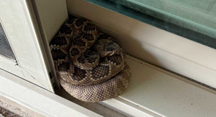 Mojave Rattlesnake in Prescott, Arizona