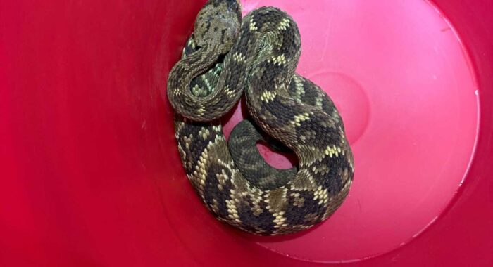 Blacktailed Rattlesnake in Prescott