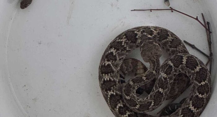 Mother and Baby Rattlesnakes In Rio Verde Yard Mother and Baby Rattlesnakes In Rio Verde Yard