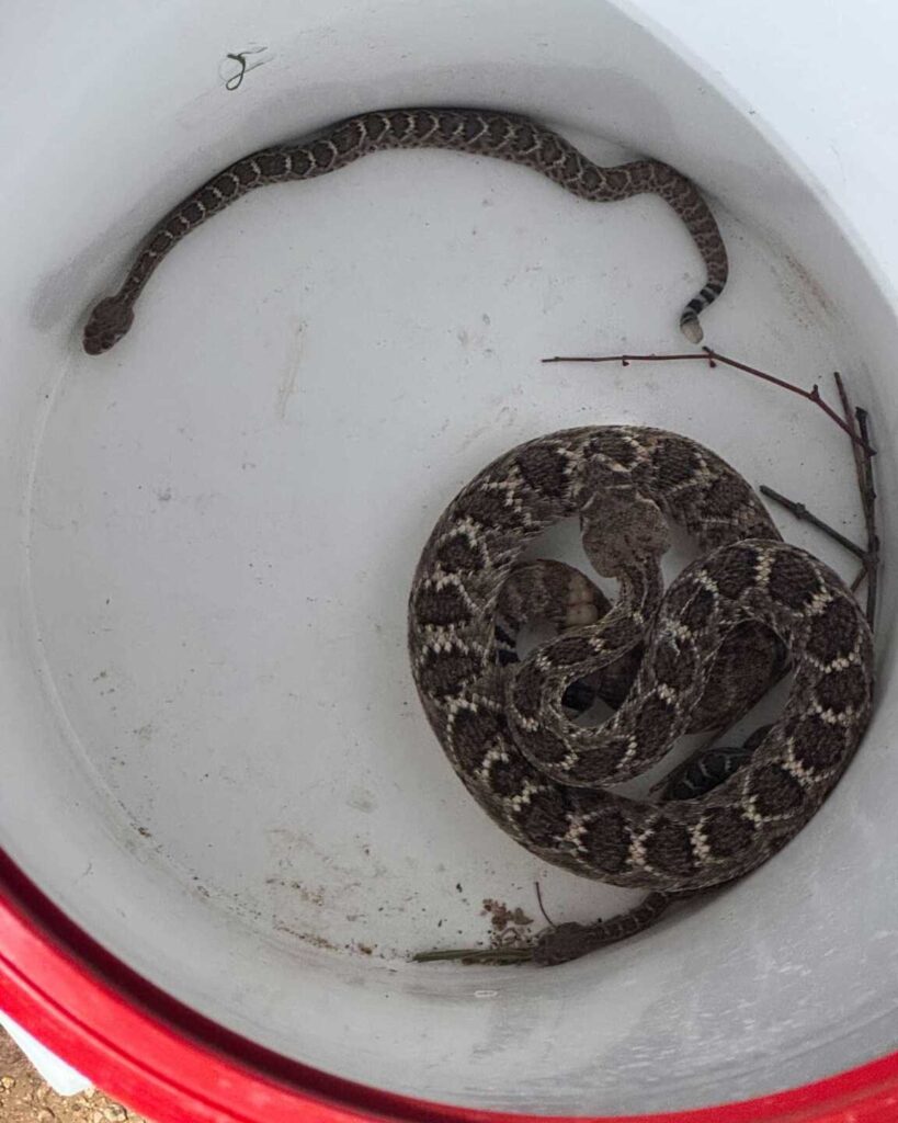Mother and Baby Rattlesnakes In Rio Verde Yard Mother and Baby Rattlesnakes In Rio Verde Yard
