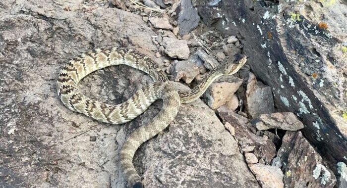 Blacktailed Rattlesnake In Tucson Blacktailed Rattlesnake In Tucson