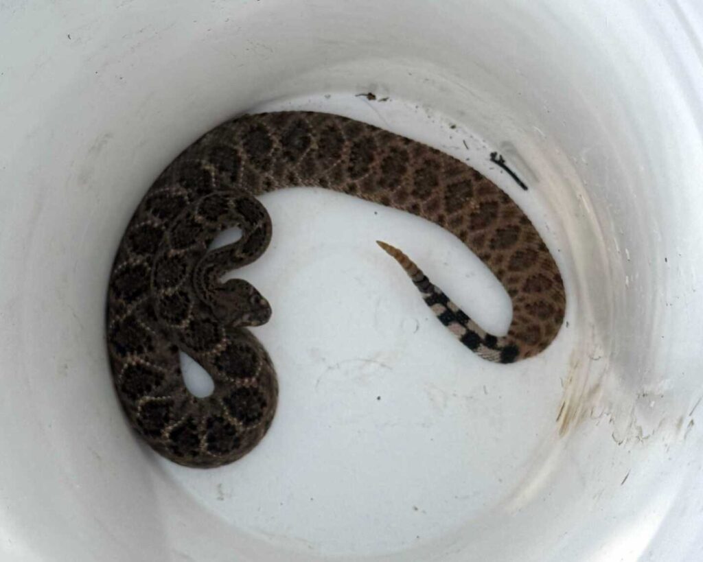 Western Diamondback Rattlesnake In New River, Arizona Western Diamondback Rattlesnake In New River, Arizona