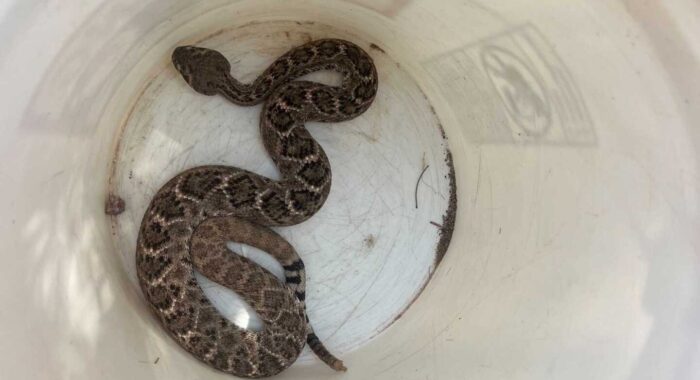 Rattlesnake Attracted To Water