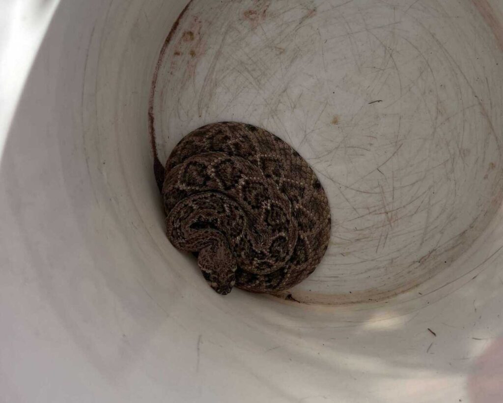 Rattlesnake In The Backyard