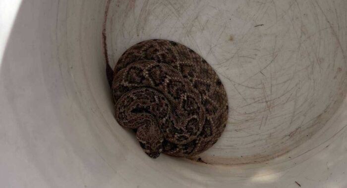 Rattlesnake In The Backyard