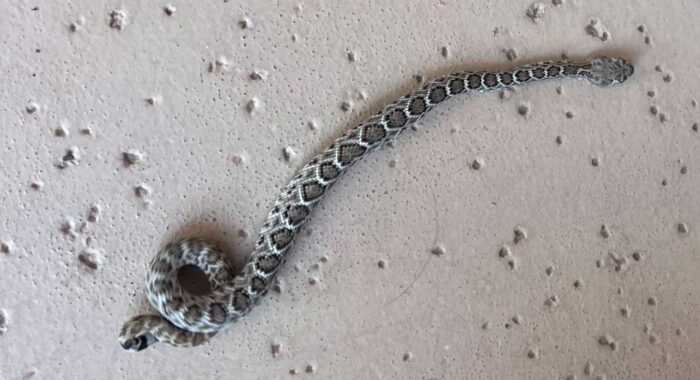 Newborn Rattlesnake By A Golf Course