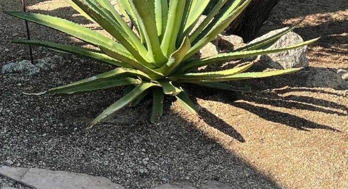 Rattlesnake Strikes A Cottontail
