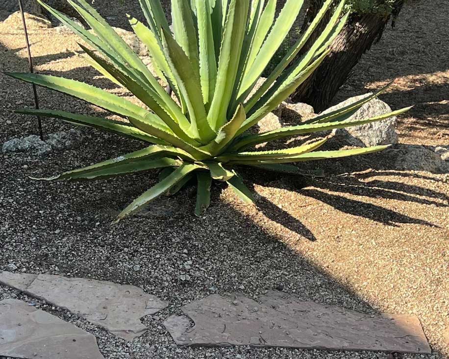 Rattlesnake Strikes A Cottontail Rattlesnake Strikes A Cottontail