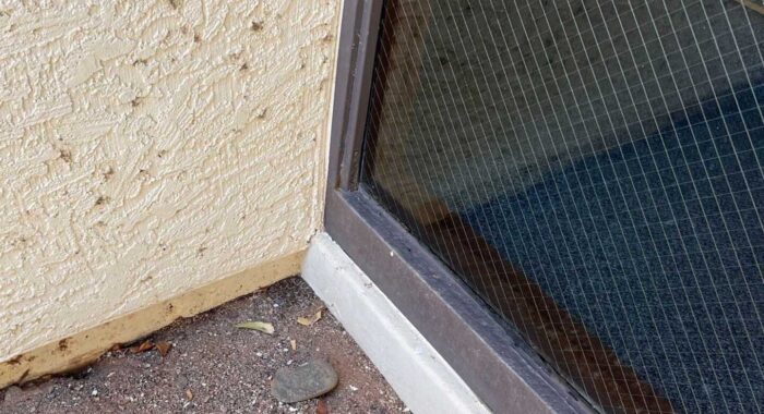 Mojave Rattlesnake By A Building
