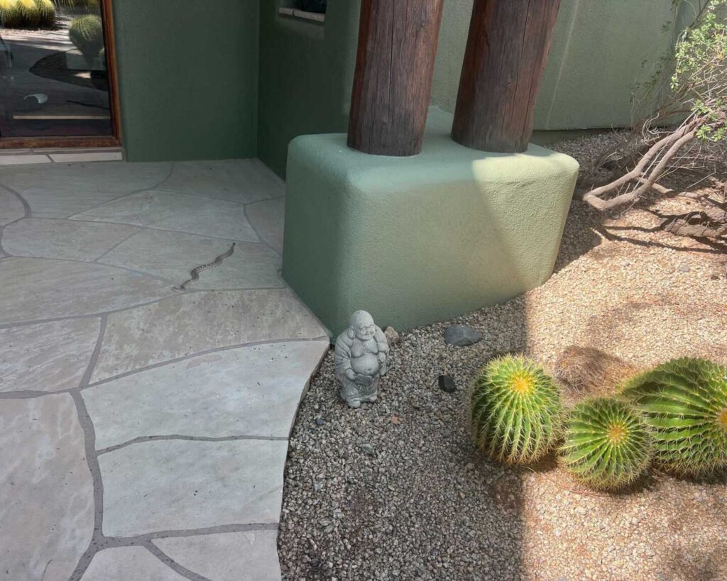 Rattlesnake in Scottsdale Enjoying The Weather Rattlesnake in Scottsdale Enjoying The Weather