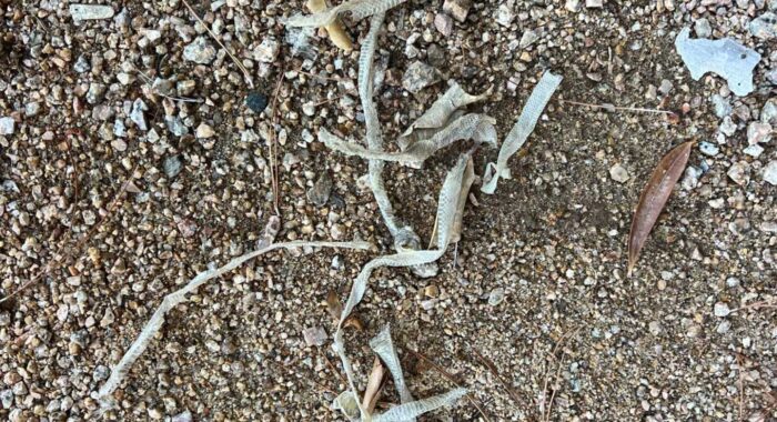 Baby Rattlesnakes At A House