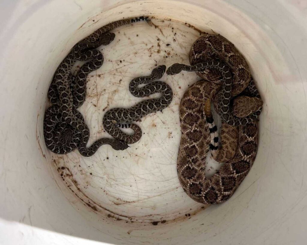 Baby Rattlesnakes At A Home