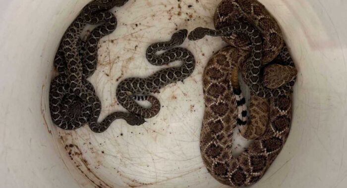 Baby Rattlesnakes At A Home