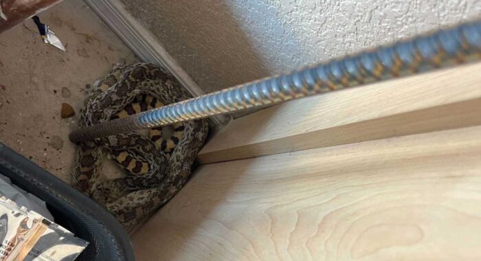 Big Gophersnake In The Garage