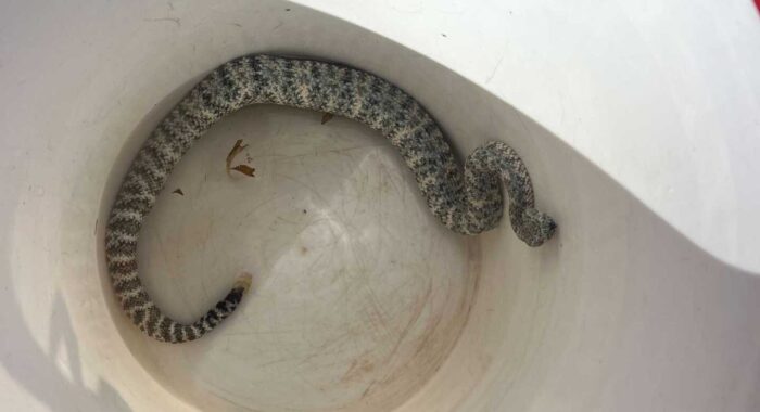 Speckled Rattlesnake In A Bush