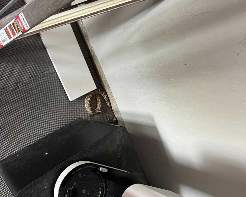 Rattlesnake In A Home Gym Rattlesnake In A Home Gym