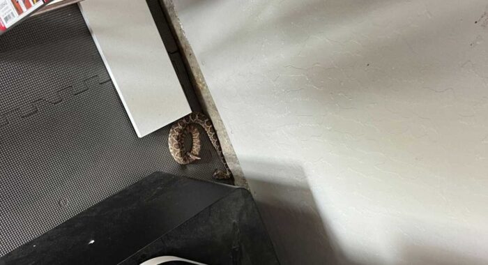 Rattlesnake In A Home Gym Rattlesnake In A Home Gym