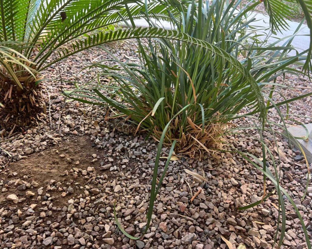Western Diamondback Rattlesnake Hemipenes Western Diamondback Rattlesnake Hemipenes